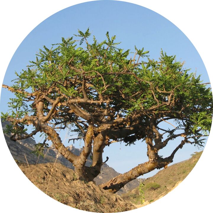 δέντρο boswellia